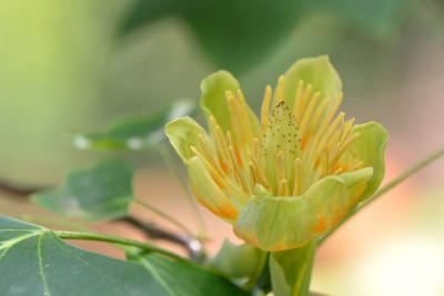 Liriodendron-tulipifera-Jun0311.jpg