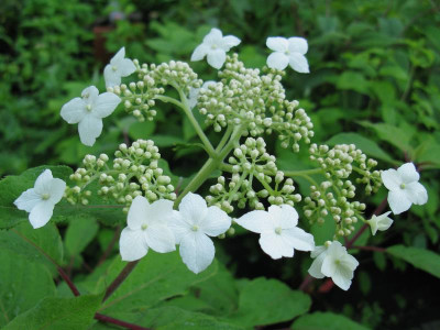 Hydrangea_heteromalla_Krista_2011.jpg