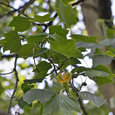 Liriodendron-tulipifera-Jun0311-4.jpg