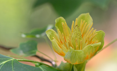Liriodendron-tulipifera-Jun0311-3.jpg