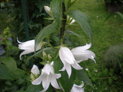 Campanula_latifolia_var_macrantha_Alba_2011ea.jpg