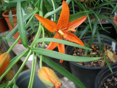 Lilium_concolor_2011ea.jpg