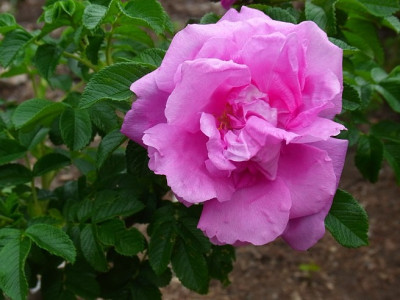 Rugosa_Sa.U42_RIMG1061.JPG