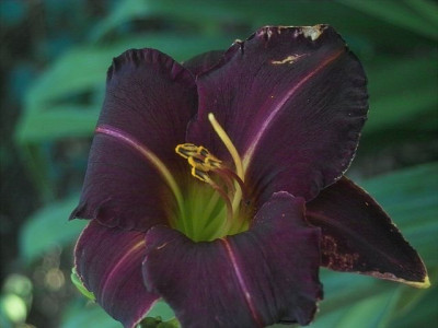 k-Brombeere1.jpg