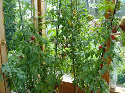tomaten4.6.11.jpg