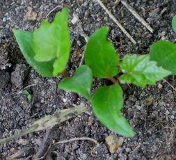 vitis-ax1.jpg