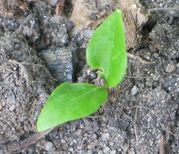 vitis-ax2.jpg