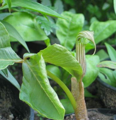 Arisaema-candidissimum-axe.jpg