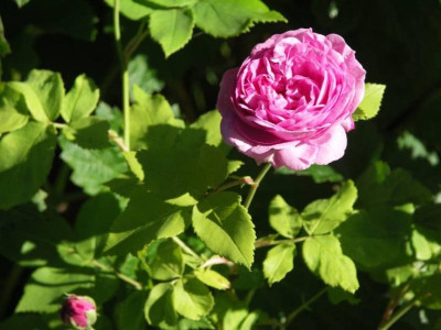 Eine_Rose_von_Cim.jpg