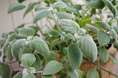 Plectranthus-argenteus-Jun0411.jpg