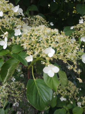 Hydrangea_800x800_80KB.jpg
