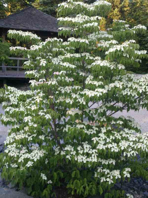 Cornus_800x800_80KB.jpg