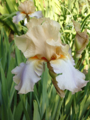 Iris_Dual_Tone_800x800_80KB.jpg