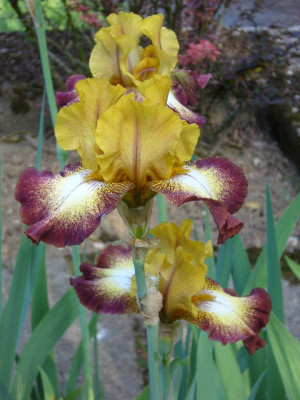 Iris_Flamenco_800x800_80KB.jpg