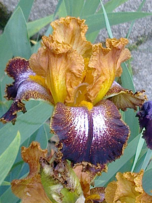 Iris_Wild_Ginger_800x800_80KB.jpg