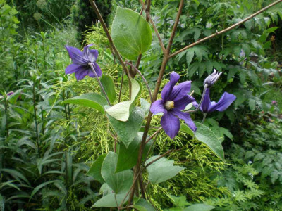 Clematis_durandii_2011ea.jpg