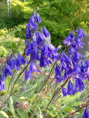 Campanula_800x800_80KB.jpg
