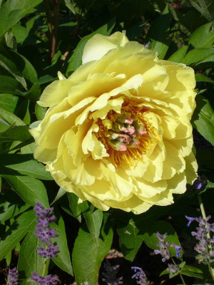 Paeonia_B_800x800_80KB.jpg