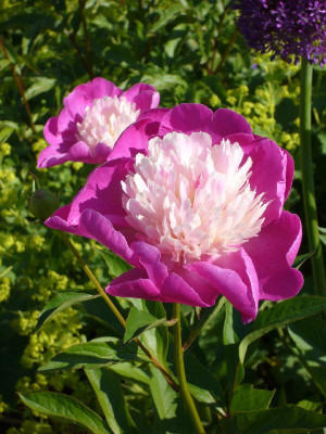 Paeonia_A_800x800_80KB.jpg