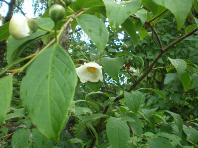 Stewartia_pseudocamellia_2011ea.jpg