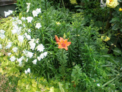 Lilium_b_croceum_2011ea.jpg