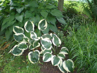 Hosta_Patriot_2011ea.jpg