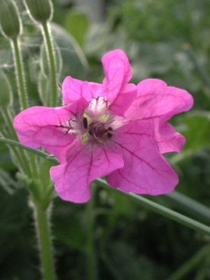 Erodium_manescavii.jpg