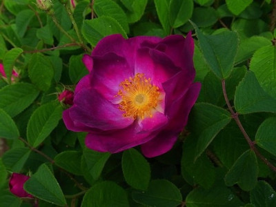 R._gallica_Hapura_RIMG1032.JPG
