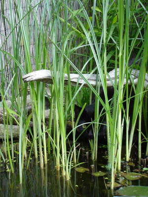 teich11m1.jpg
