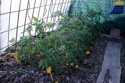 Tomaten040611.jpg