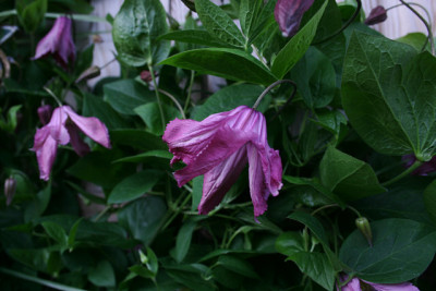 Cl.int.Alijonushka0511.jpg
