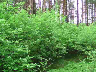 Prunus_serotina_1.jpg