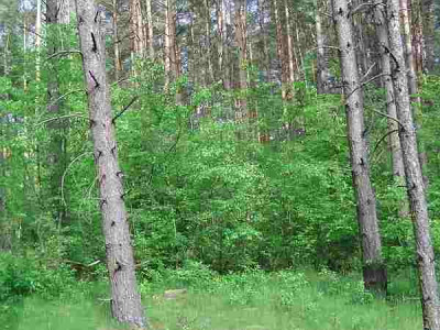 Prunus_serotina_2.jpg