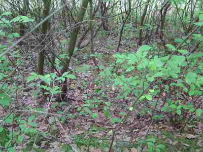 Prunus_serotina.jpg