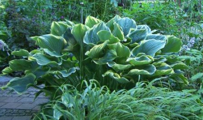 Hosta_Sagae.JPG
