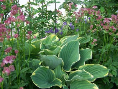 Hosta_Sagae_Astrantia_Roma.JPG