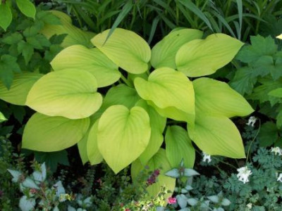 Hosta_Goldsmith.JPG
