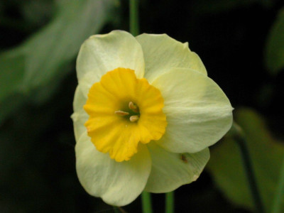 Narcissus_Sundisc.jpg
