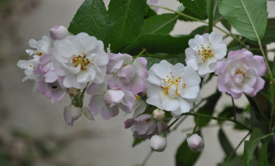 Lisas_Duftwolke_0011__6448.jpg