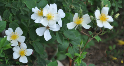 Rosalita_0011__6156.jpg