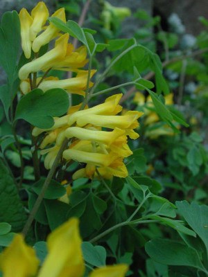 Pseudofumaria_lutea_in_Mauer.jpg