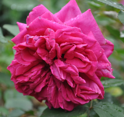 Reine_Margerite_dItalie_0011__6067.jpg
