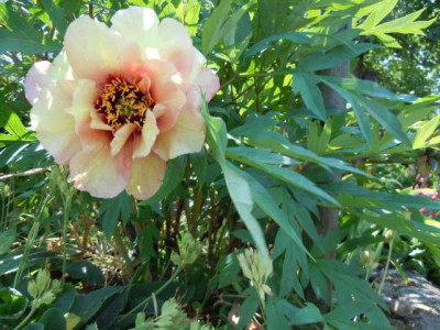 04.06.11_Garten_Videos_010.JPG