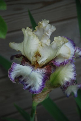 B6164b_Large.jpg