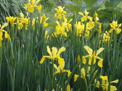 Iris_spuria_800x800_80KB.jpg