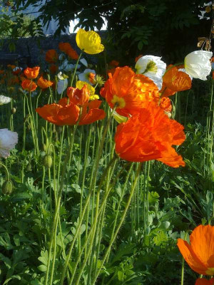 Papaver_nudicaule_800x800_80KB.jpg