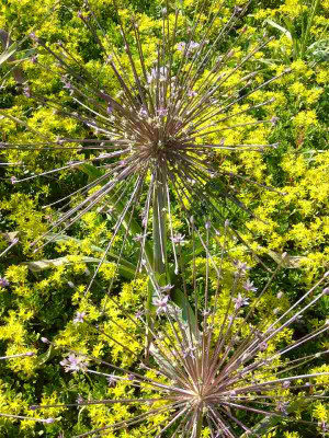 Allium_B_800x800_80KB.jpg