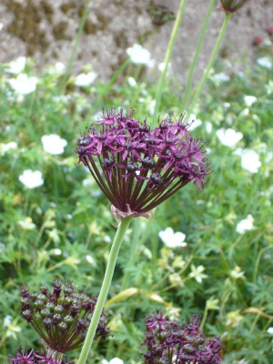 Allium_C_800x800_80KB.jpg