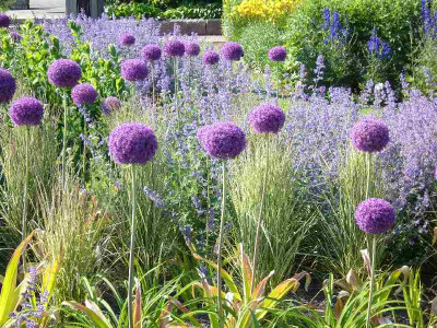 Allium_A_800x800_80KB.jpg
