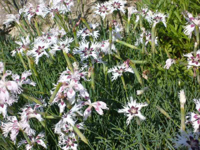 Dianthus_800x800_80KB.jpg